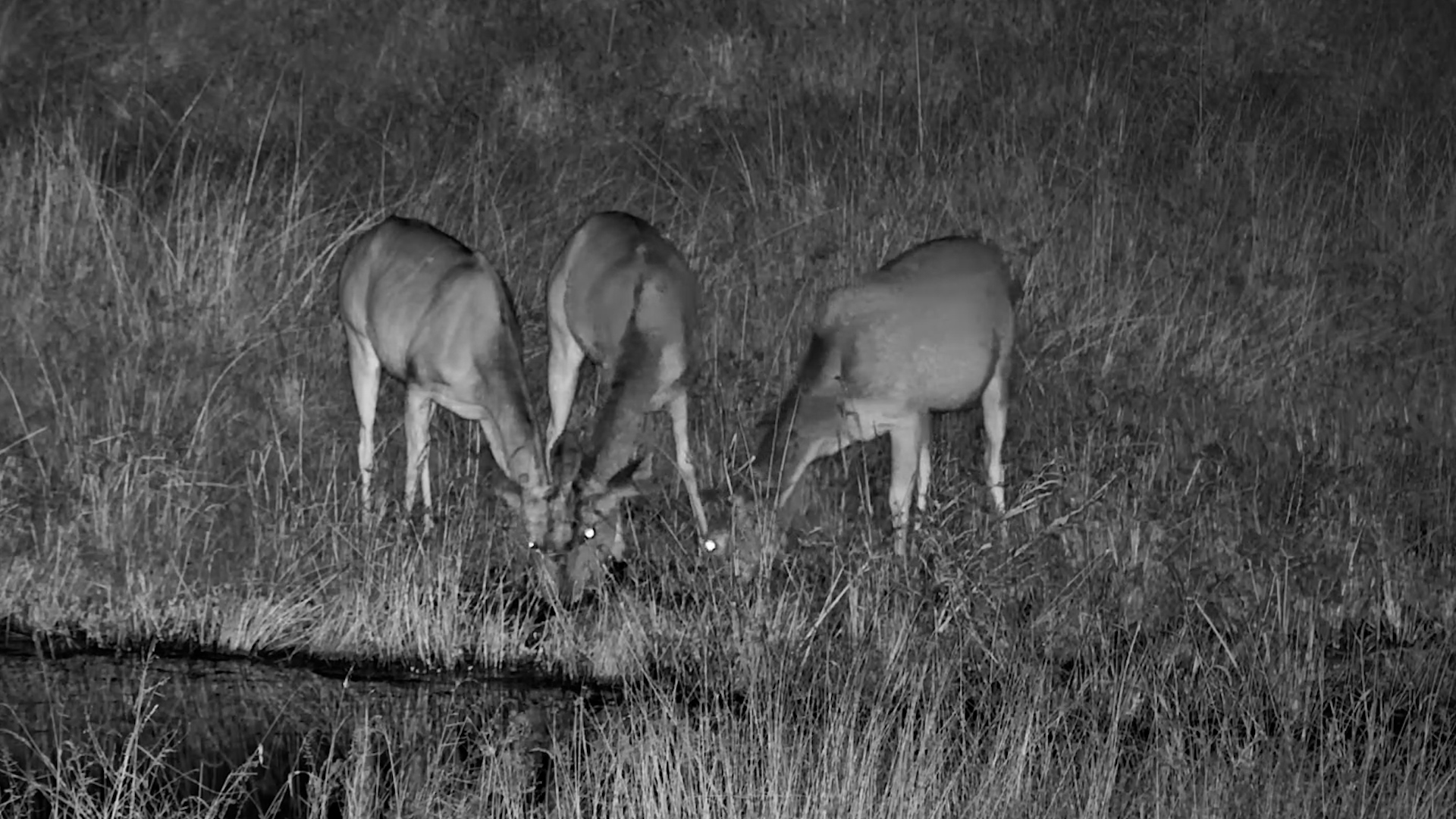 Kudus Pause by the Waterhole in the Dark