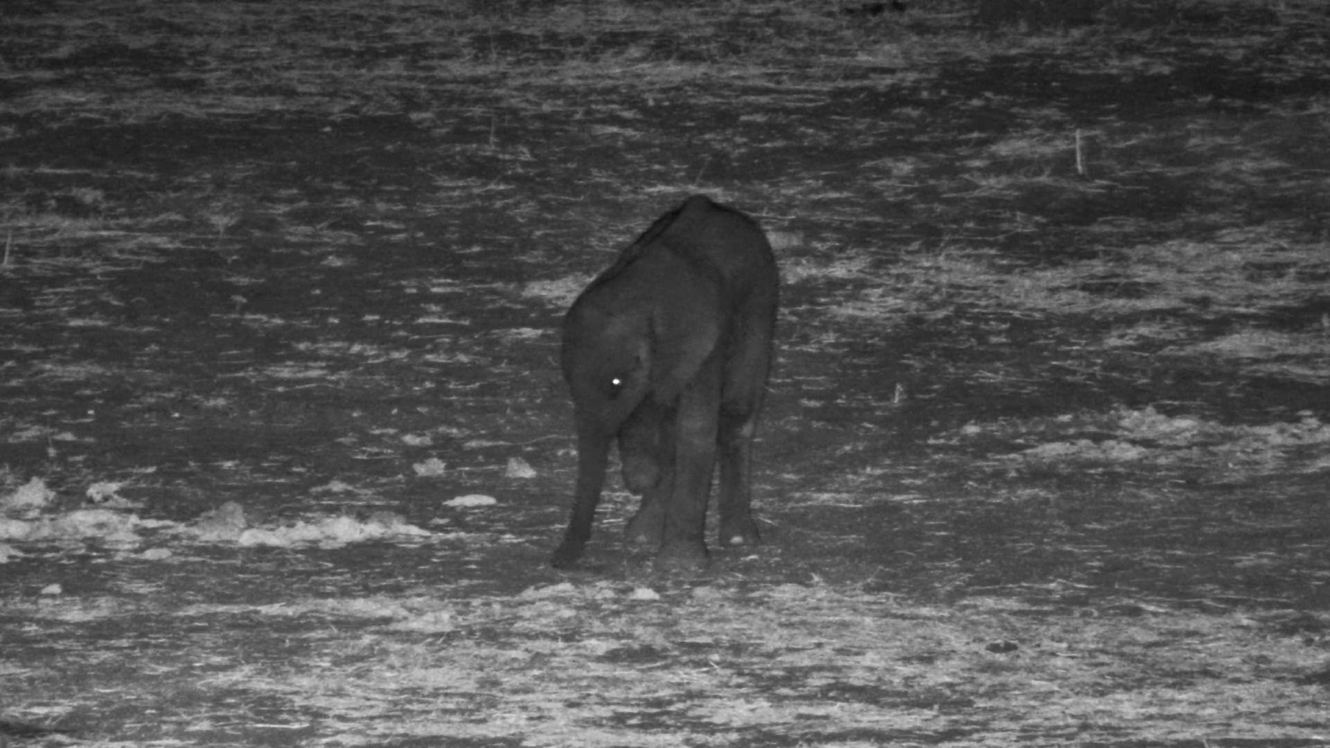 Three-Legged Elephant Calf Still Going Strong
