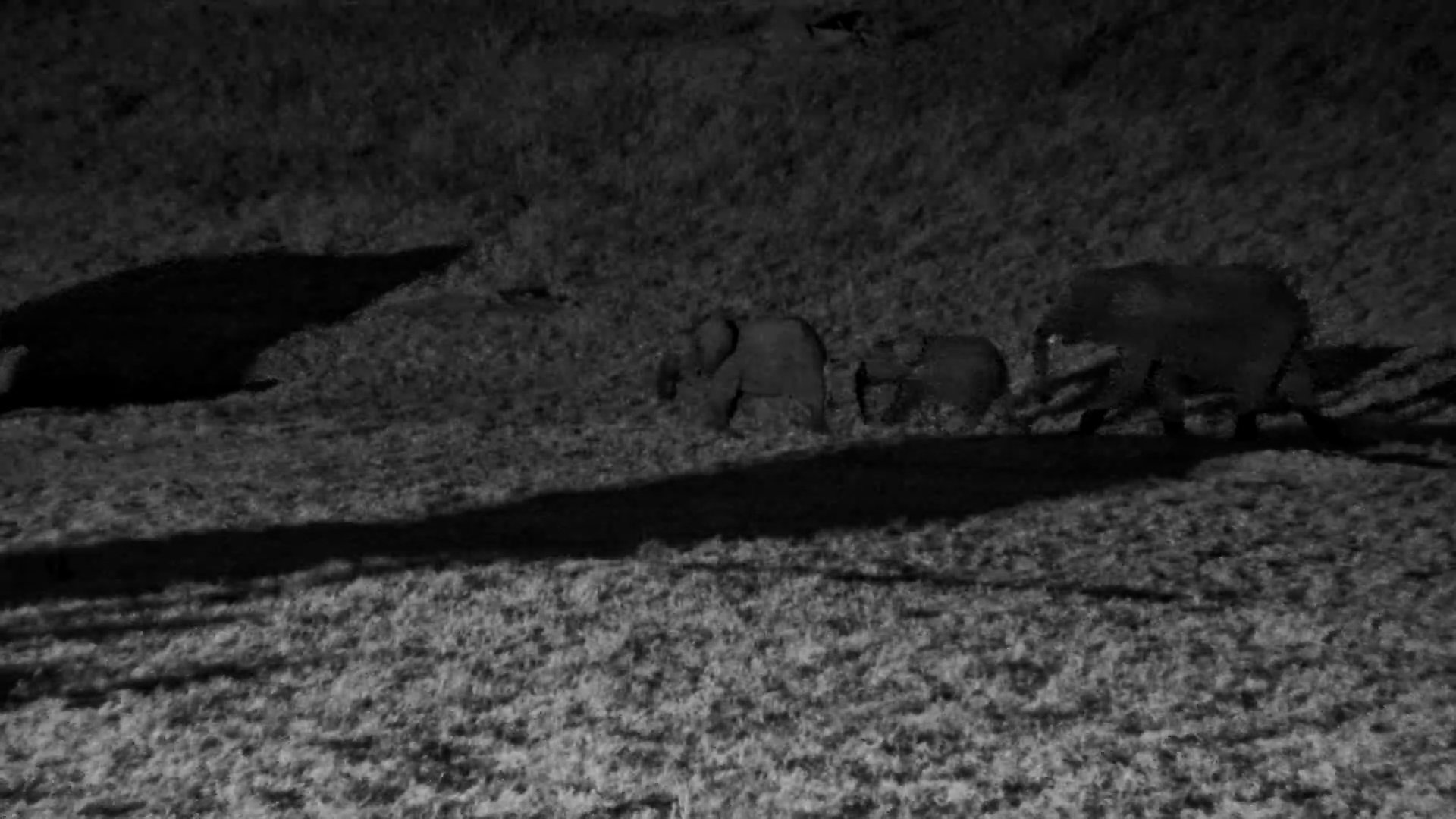 Three-Legged Elephant Calf Defies All Odds in the Wild