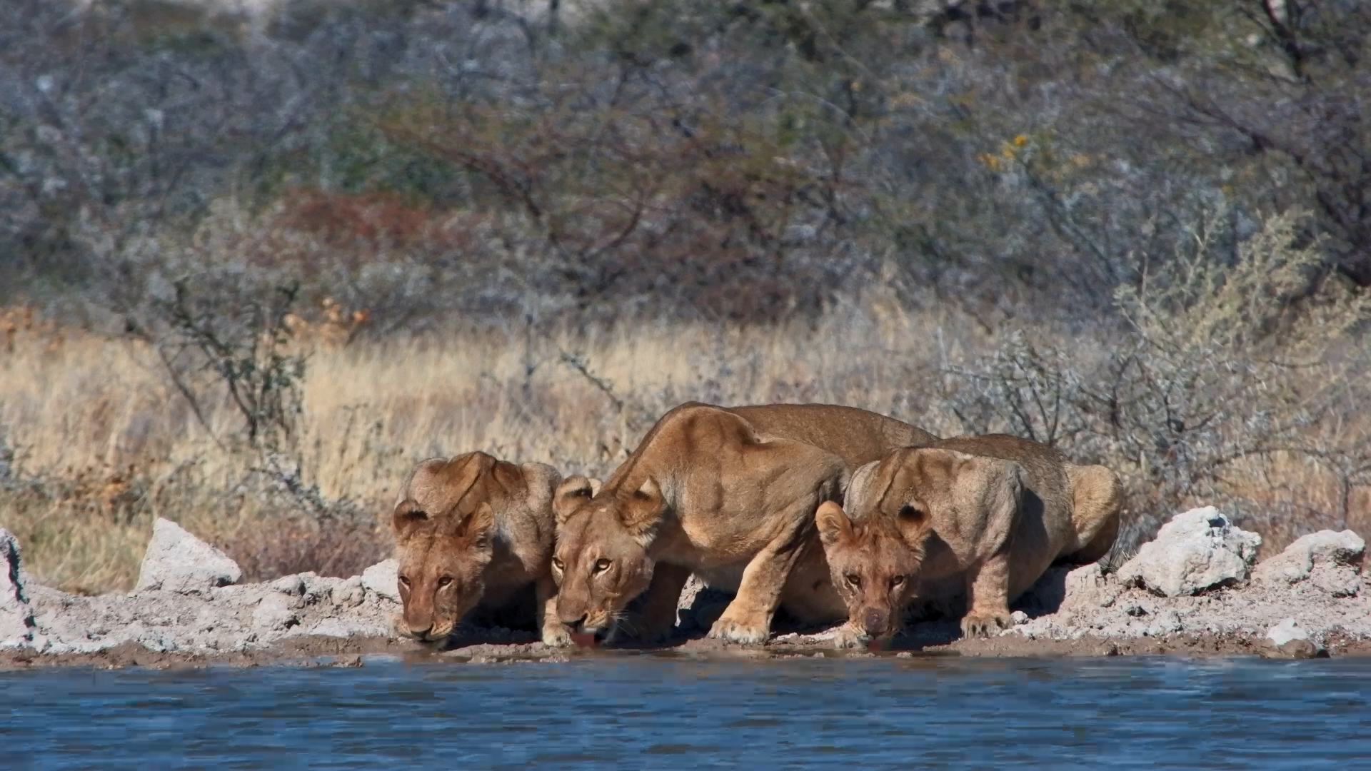 When Three Lions Show Up Thirsty...