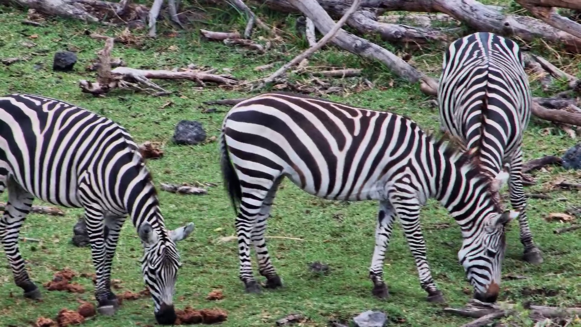 Zebras Grazing Peacefully at Finch Hattons