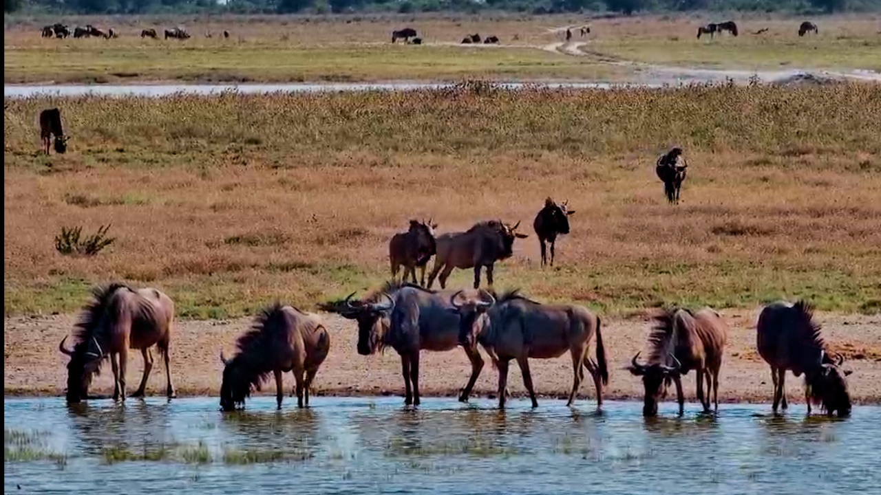 Wildebeest Arrive at Jack's Camp