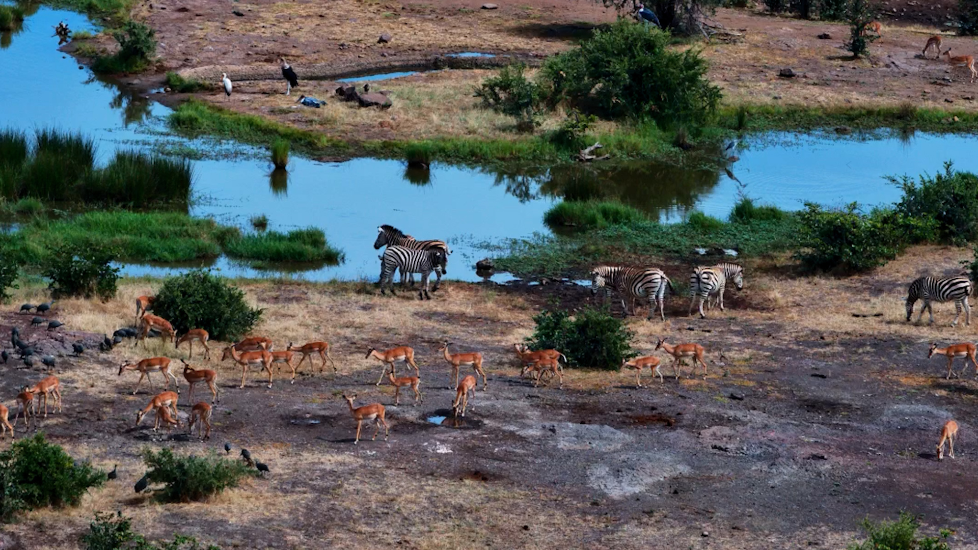 Time Flies in the African Bush