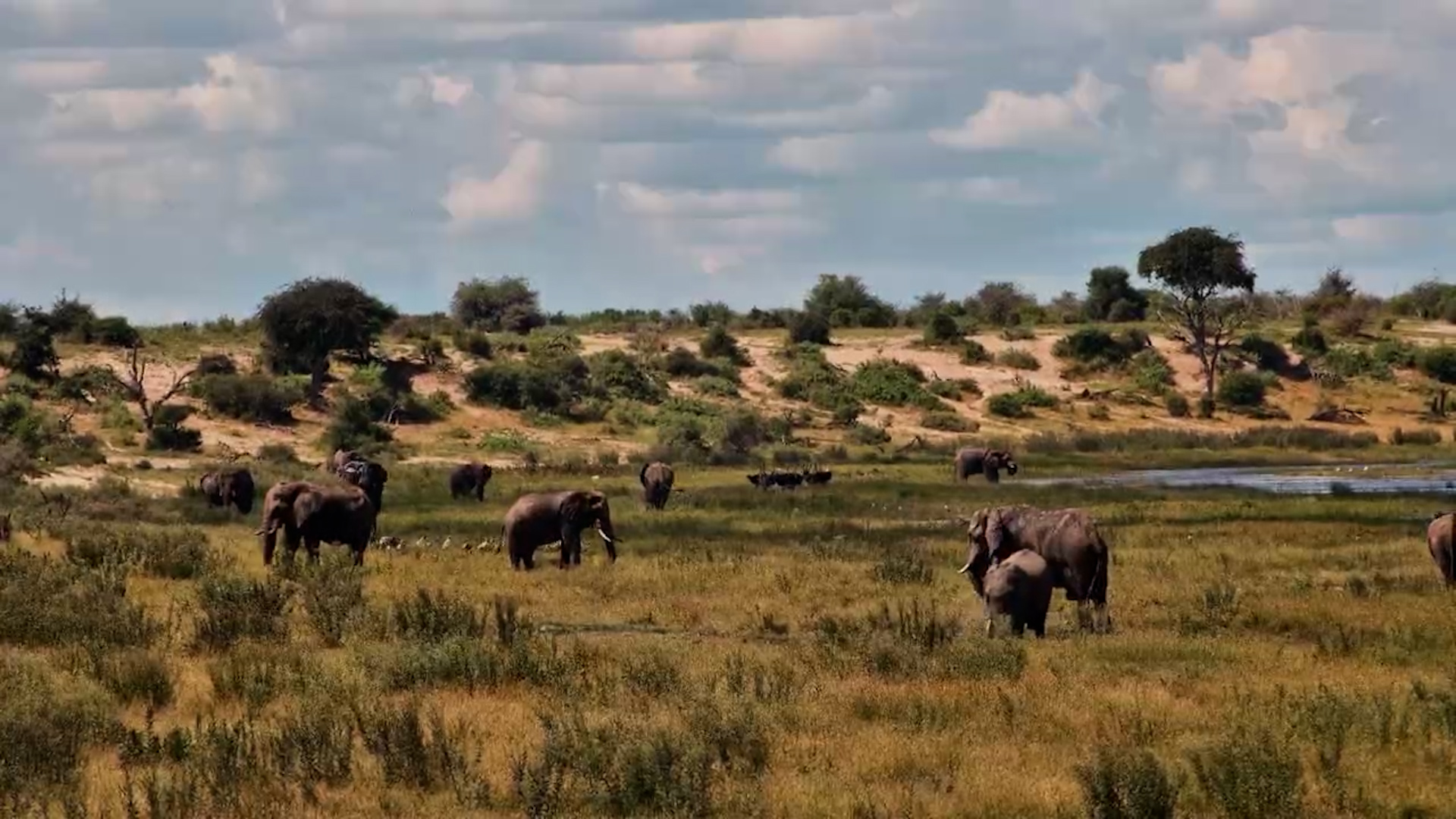 A Moving Feast - Elephants in Timelapse