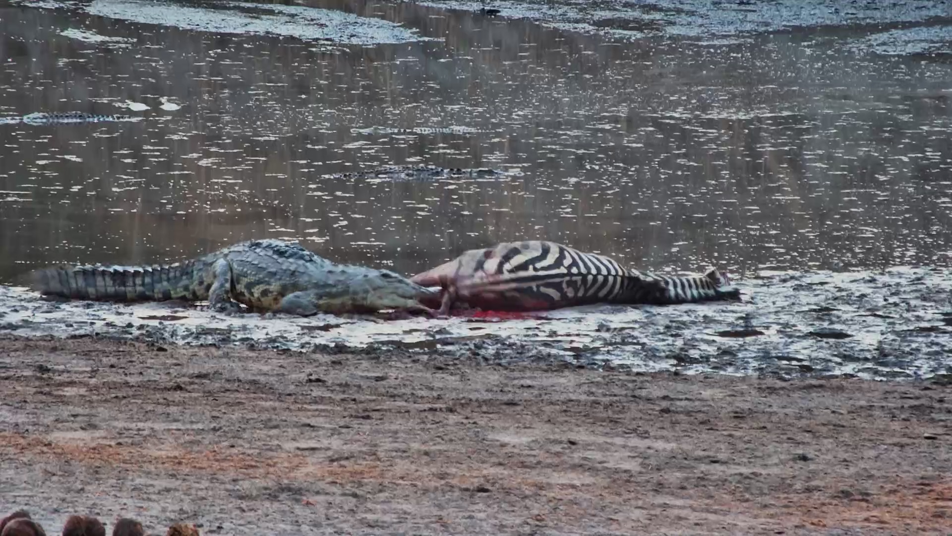 Crocodiles Take Advantage of a Fallen Zebra