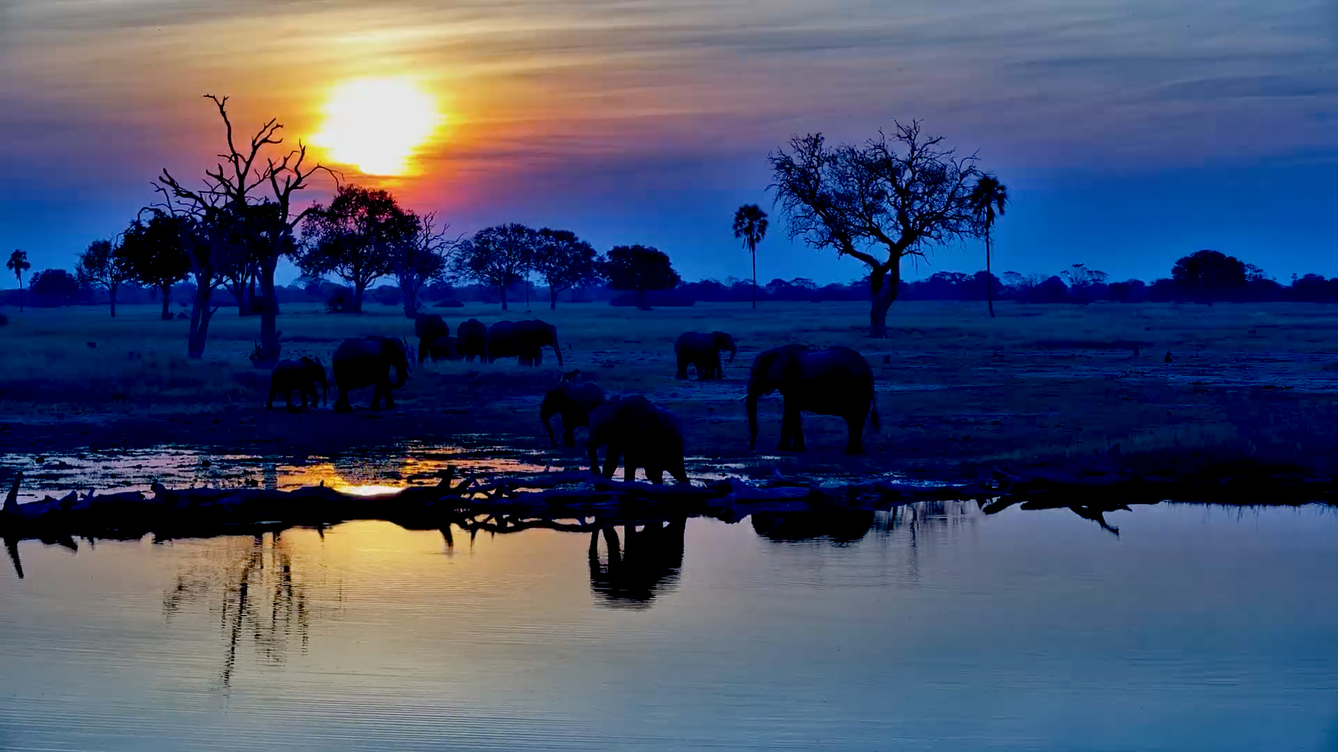 Elephants Walk Through a Painted Sunset