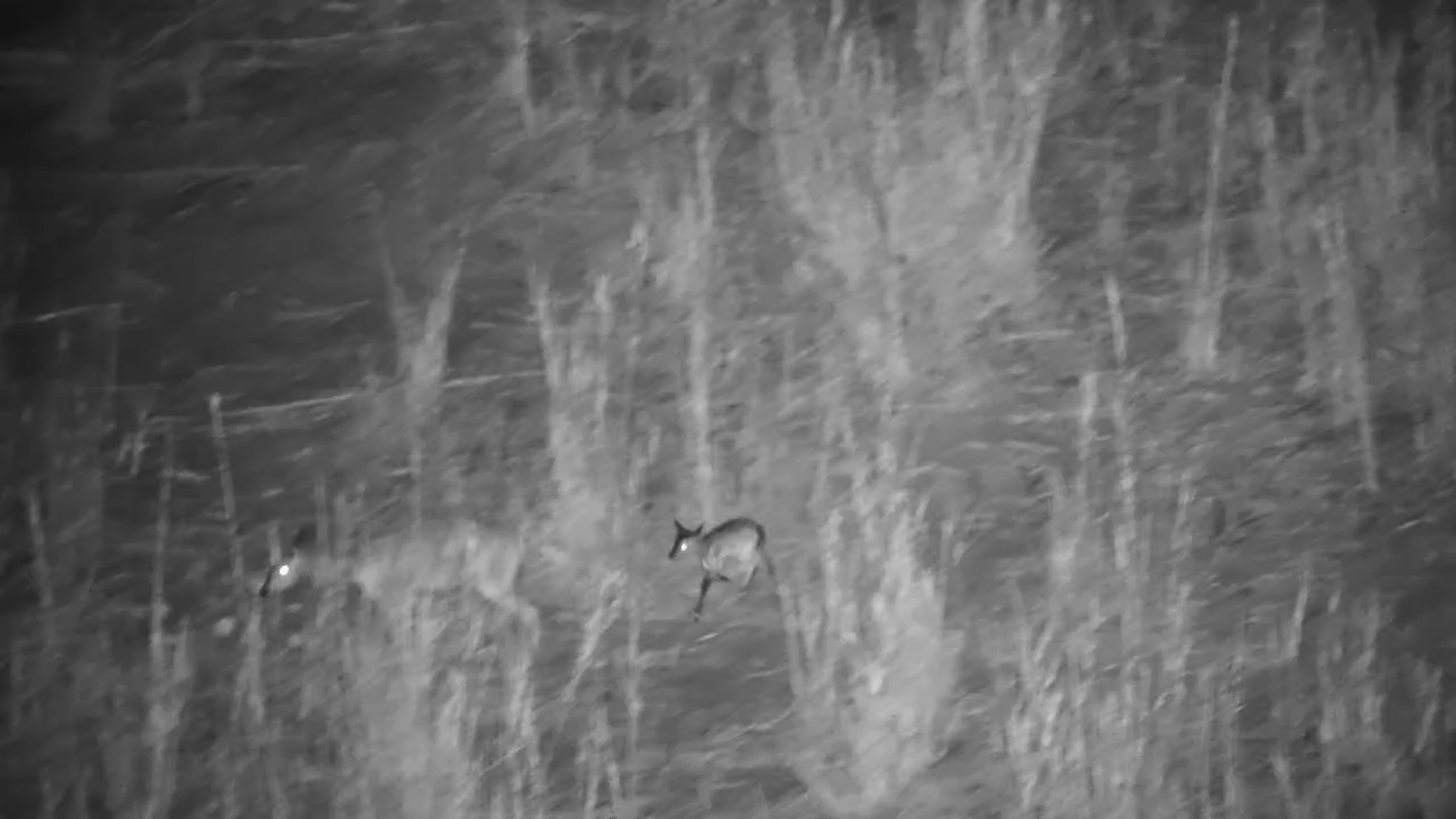Newborn Bushbuck Tries to Keep Up with Mum in the Dark