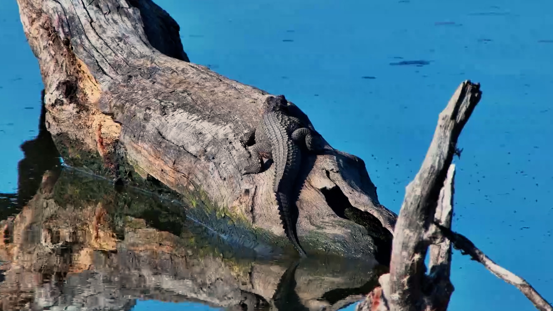 Tiny Croc Found the Perfect Sunbed