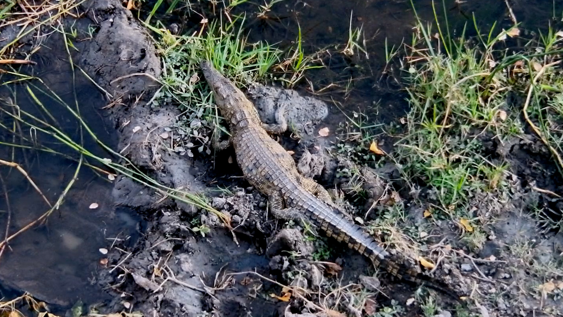 Look Who Was Hiding Below the Camera