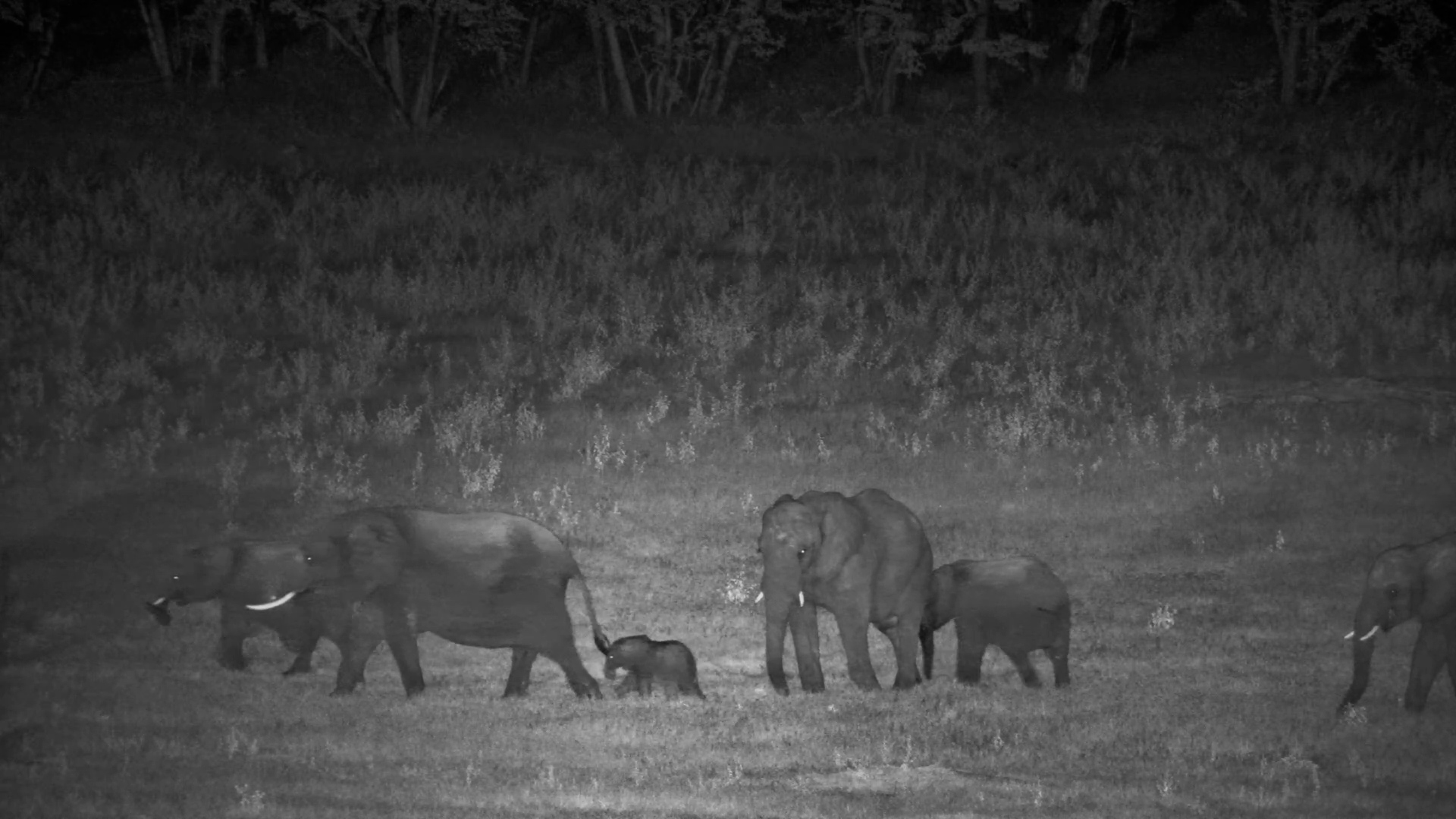 When the Night Belongs to Elephants
