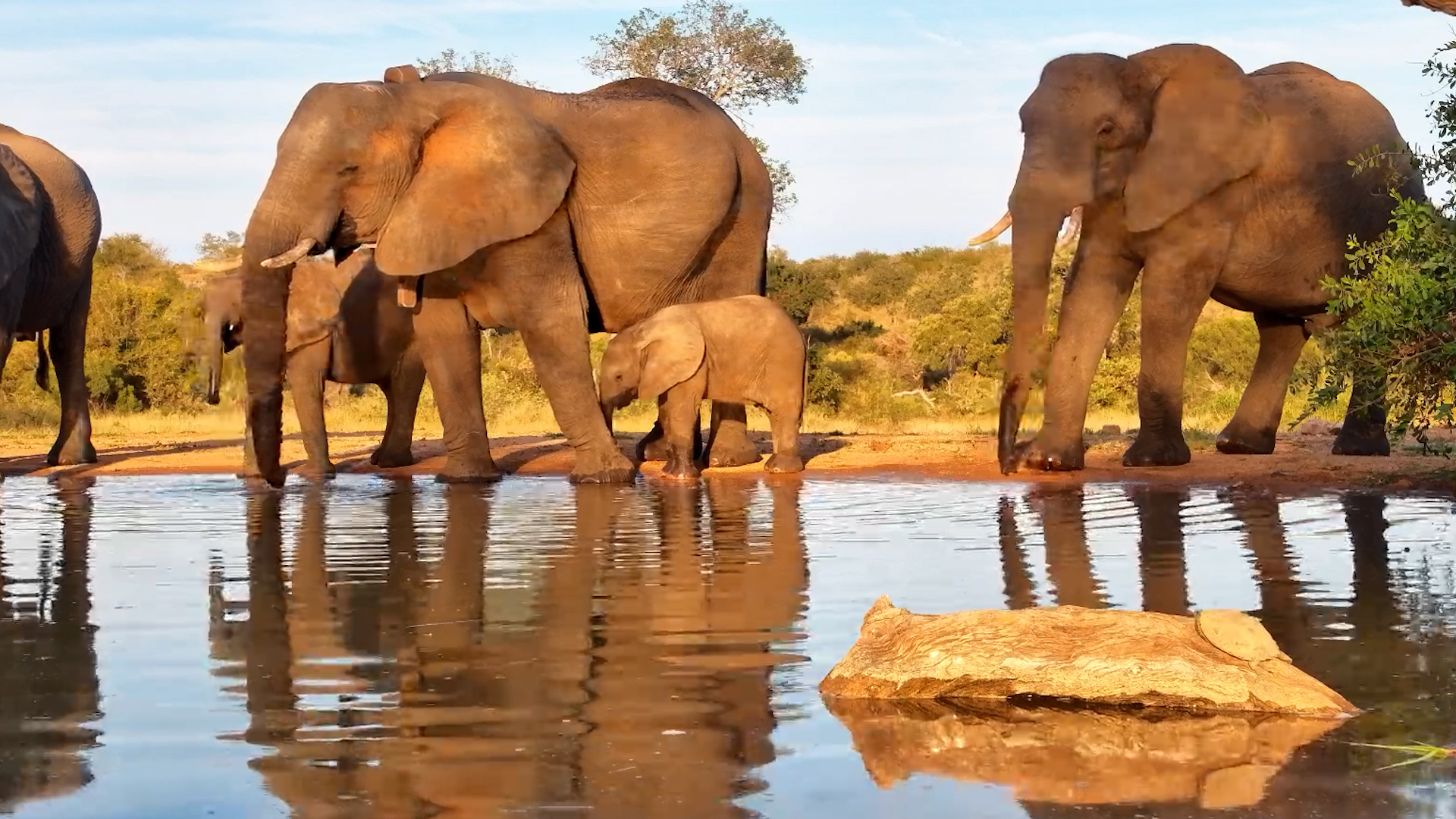 One Small Calf Among a Herd of Giants