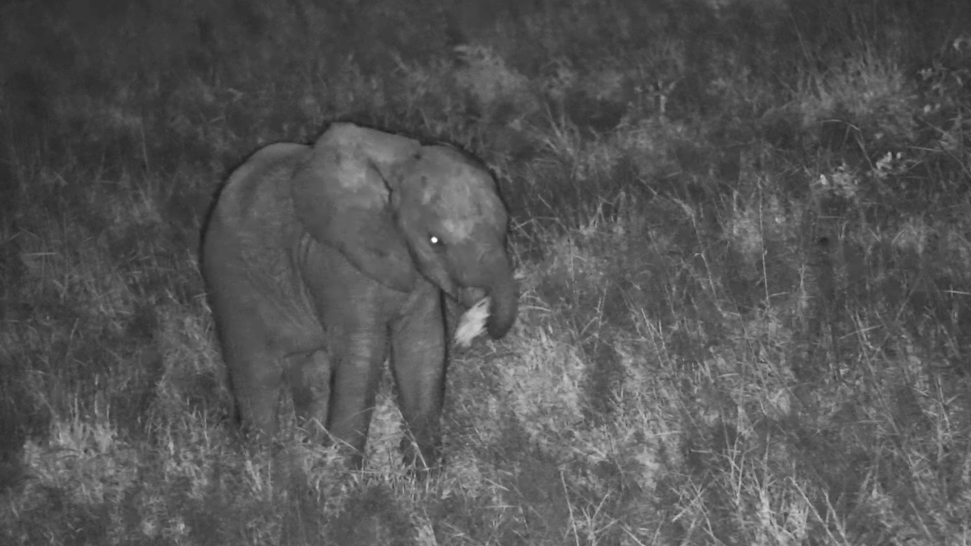 Tiny Elephant’s Night-Time Adventure
