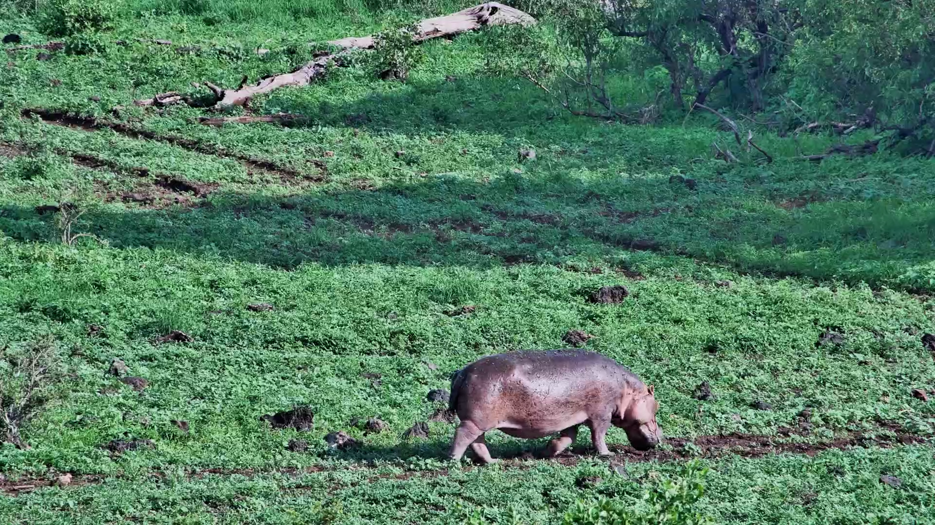 Hippo Wanders While Kudu Grazes