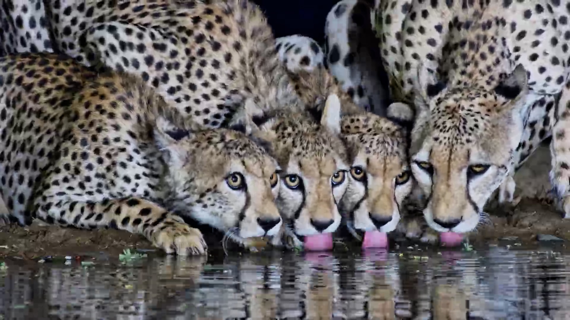 Gorgeous Cheetahs Take a Water Break