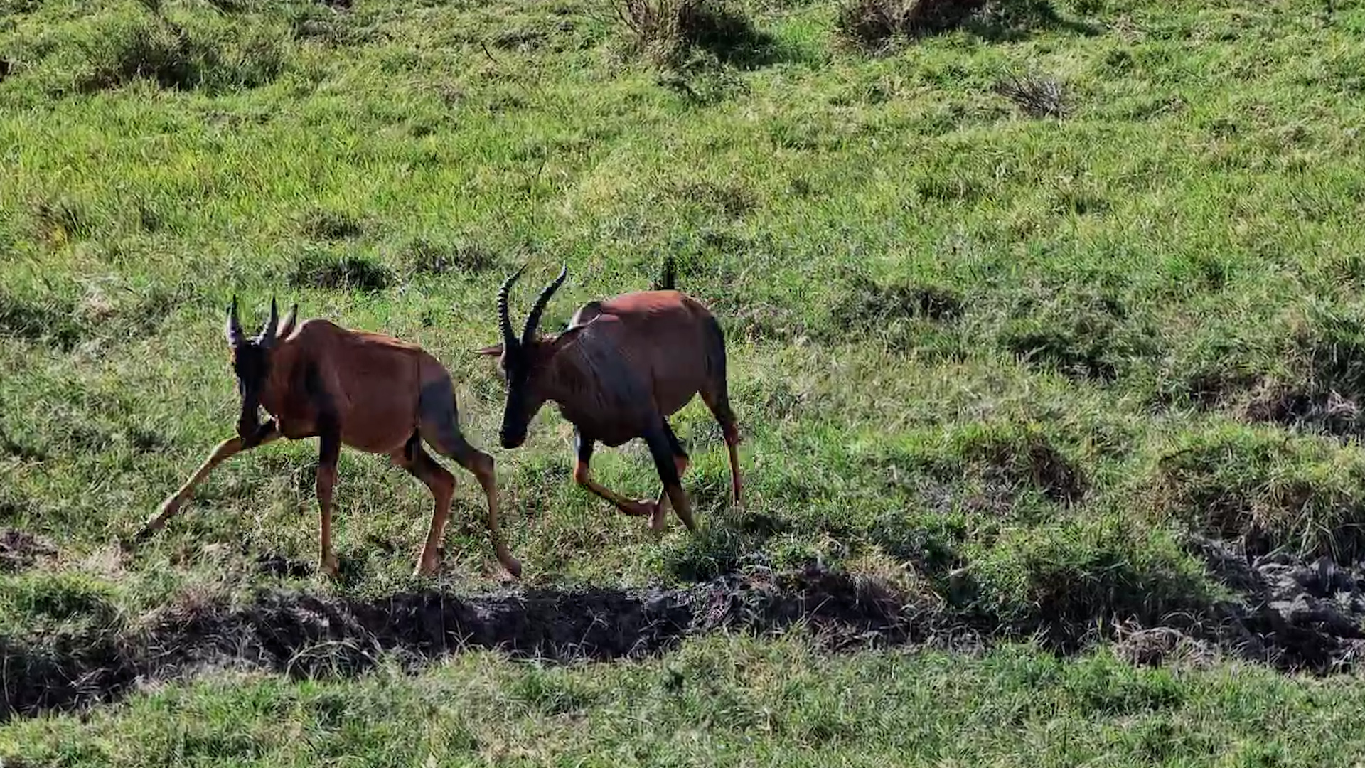 Meet the Mara's Watchmen