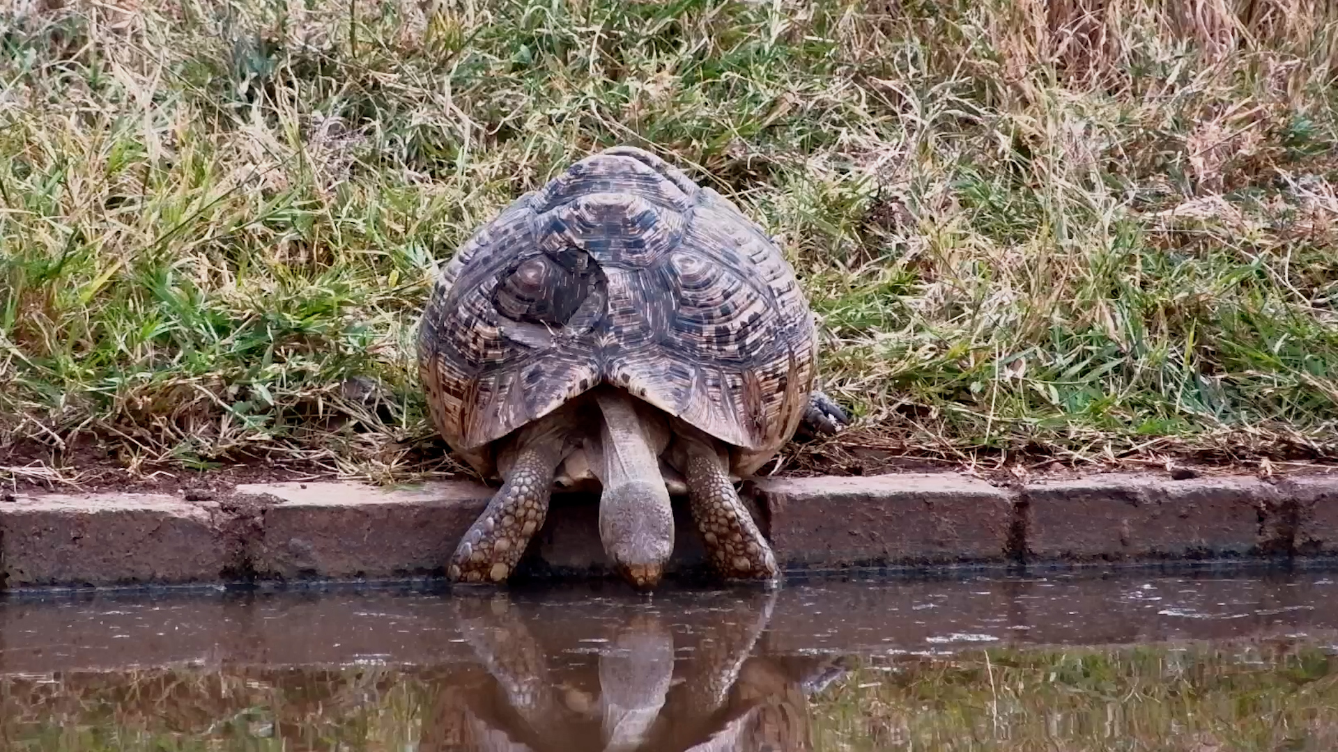 Waterbuck Got a Fright… From a Tortoise
