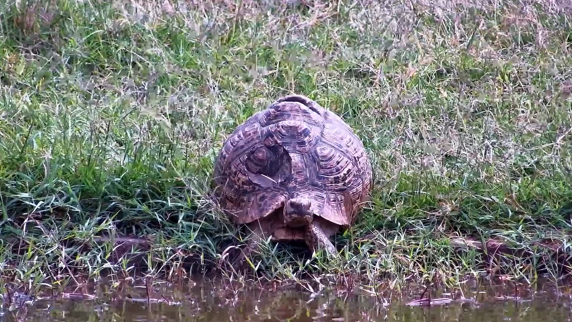 Tortoise's Shell Tells a Story