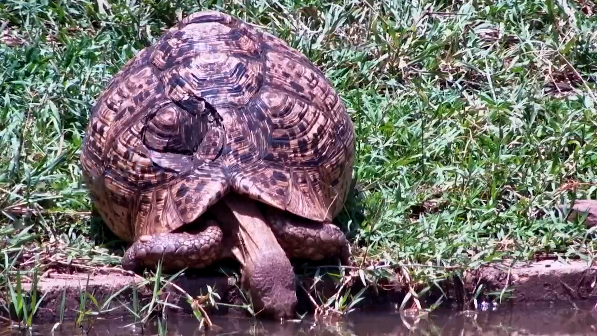 Tough Tortoise’s Waterhole Break