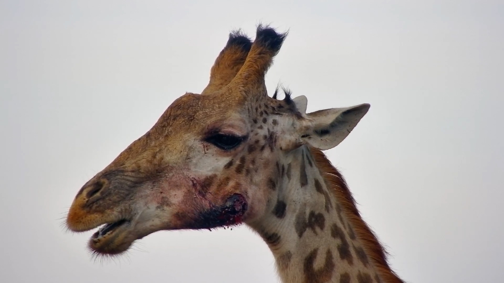 Battle Scars: Giraffe Shows Off Cheek Wounds