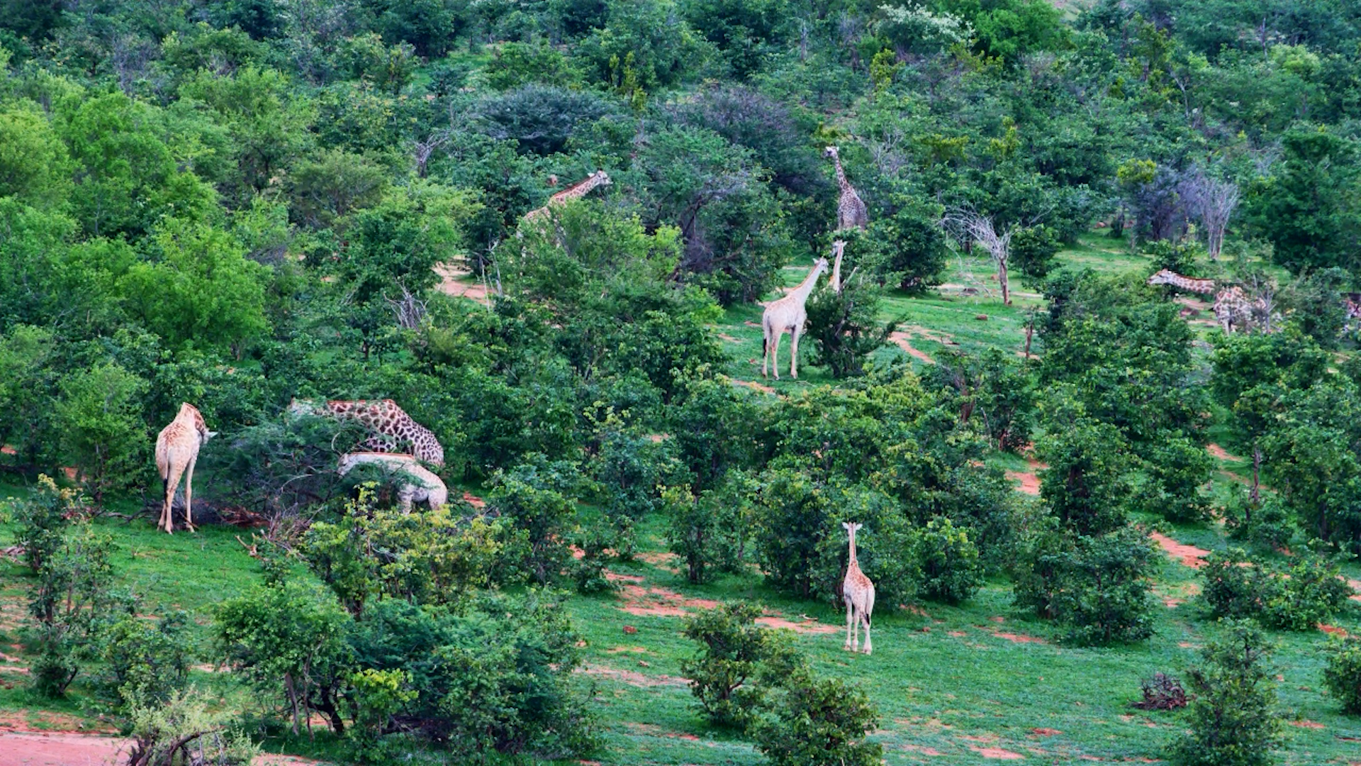 ower of Giraffes Grazes Near Victoria Falls Waterhole
