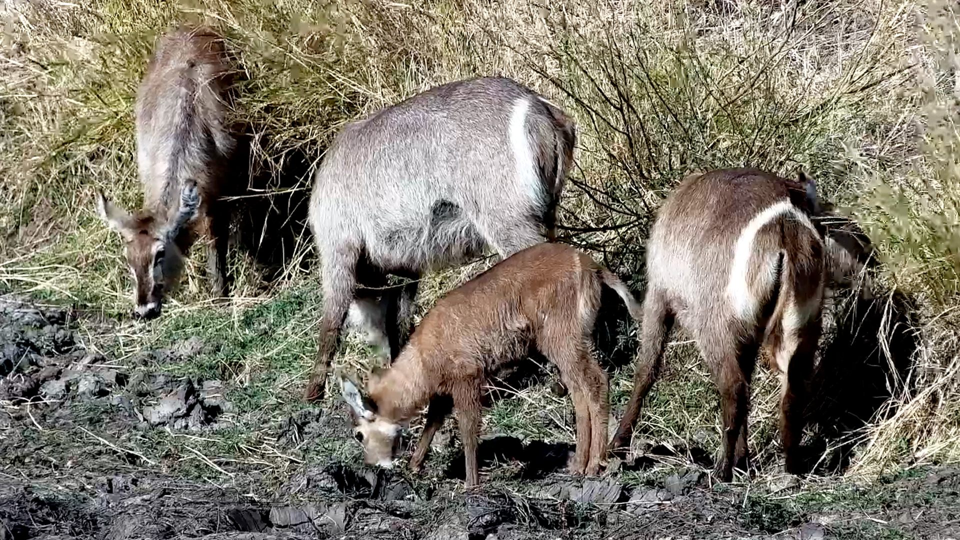 Waterbucks Grazing Peacefully at Tembo Plains