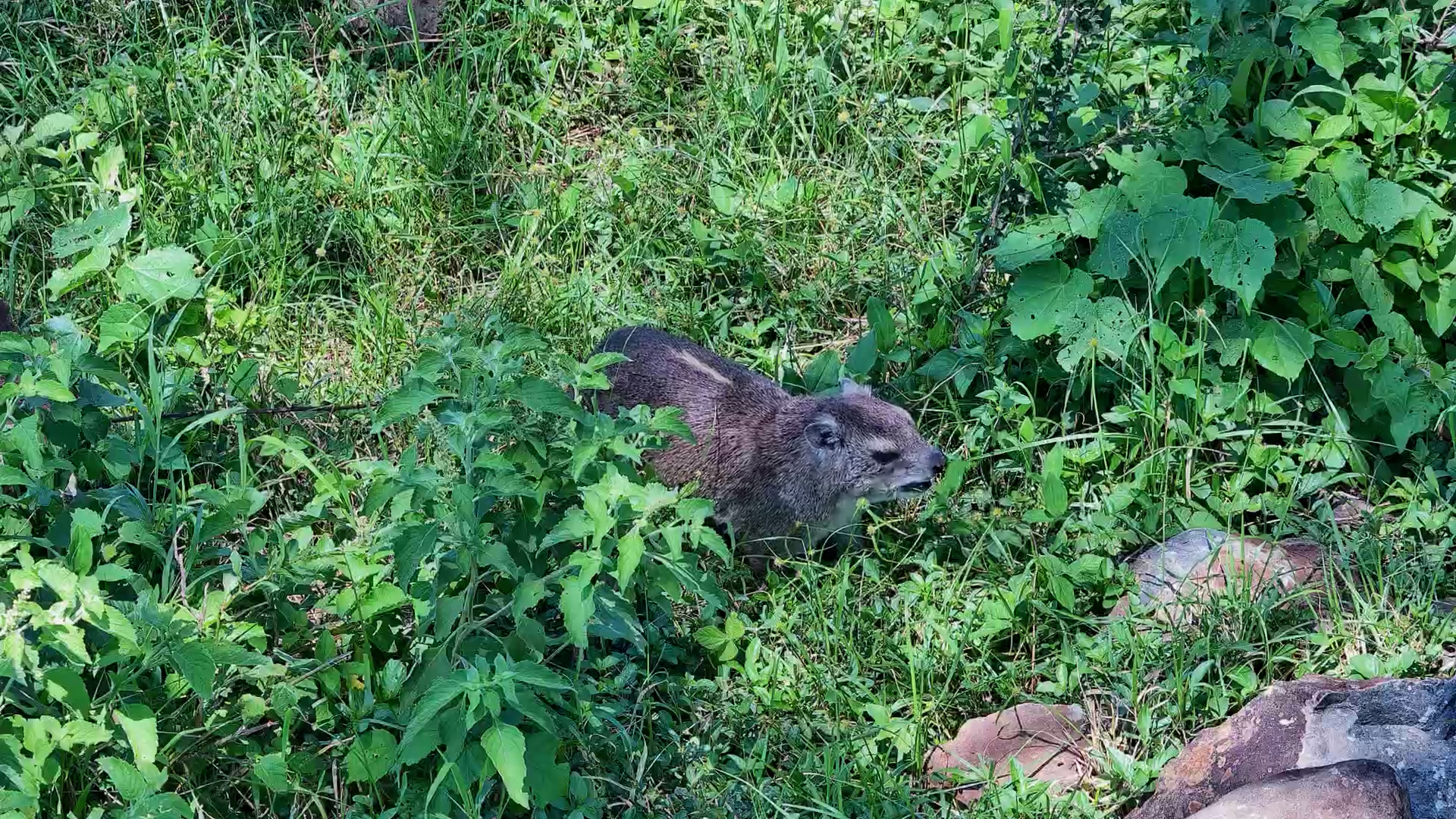 Tree Hyrax Searches for Snacks