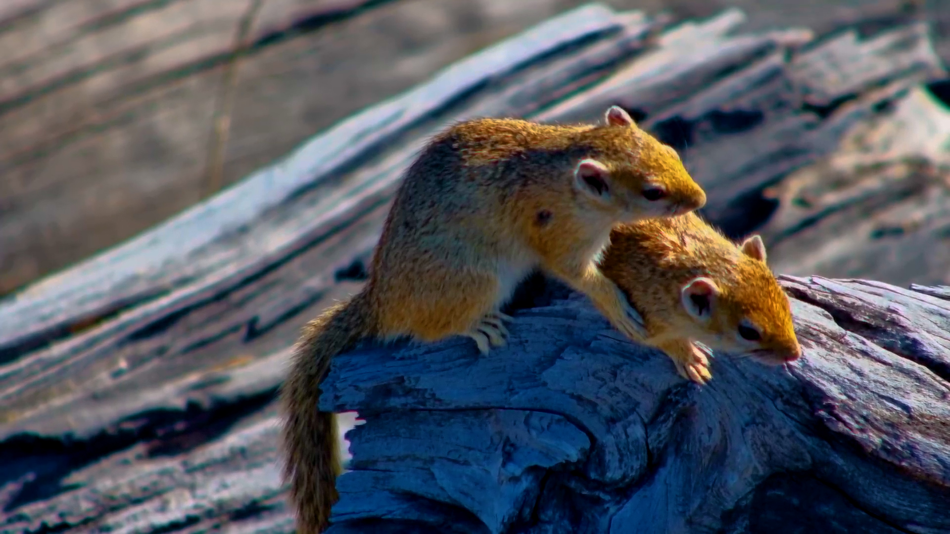 Tree Squirrel Pair Grooming Together