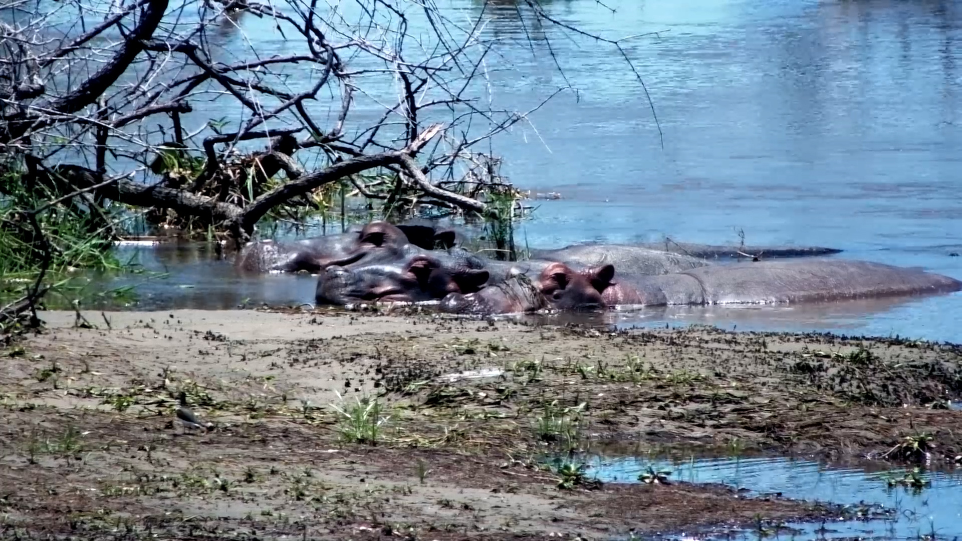 Three Hippos Chill Side-By-Side in the Mighty Zambezi