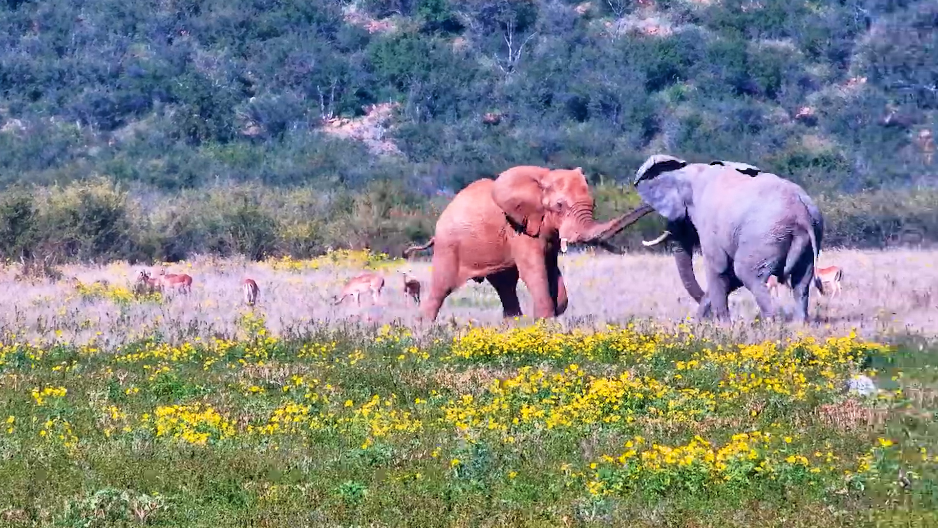 Red Dust Meets Grey Skin in This Elephant Showdown