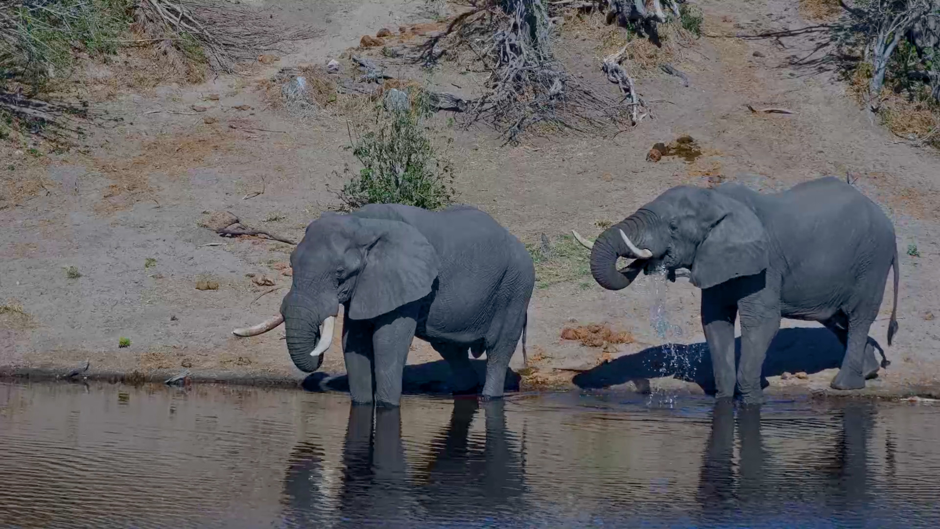 Elephants Knew Exactly What They Needed