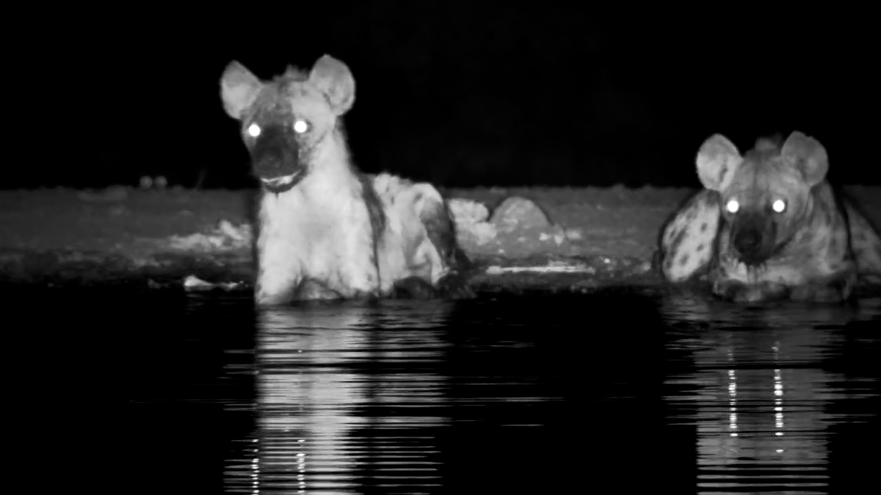 Two Spotted Hyenas Enjoy a Nighttime Soak at Kings Camp