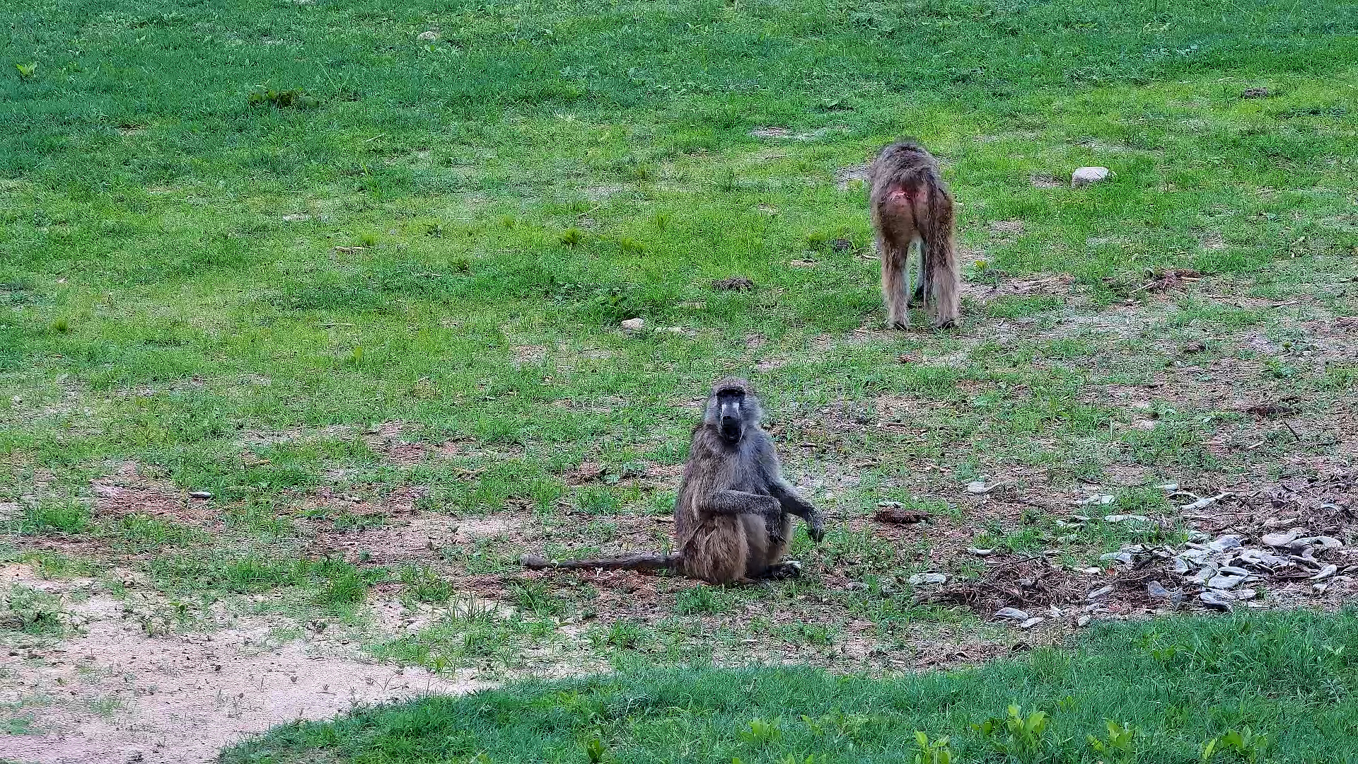 Baboons on a Snack Hunt