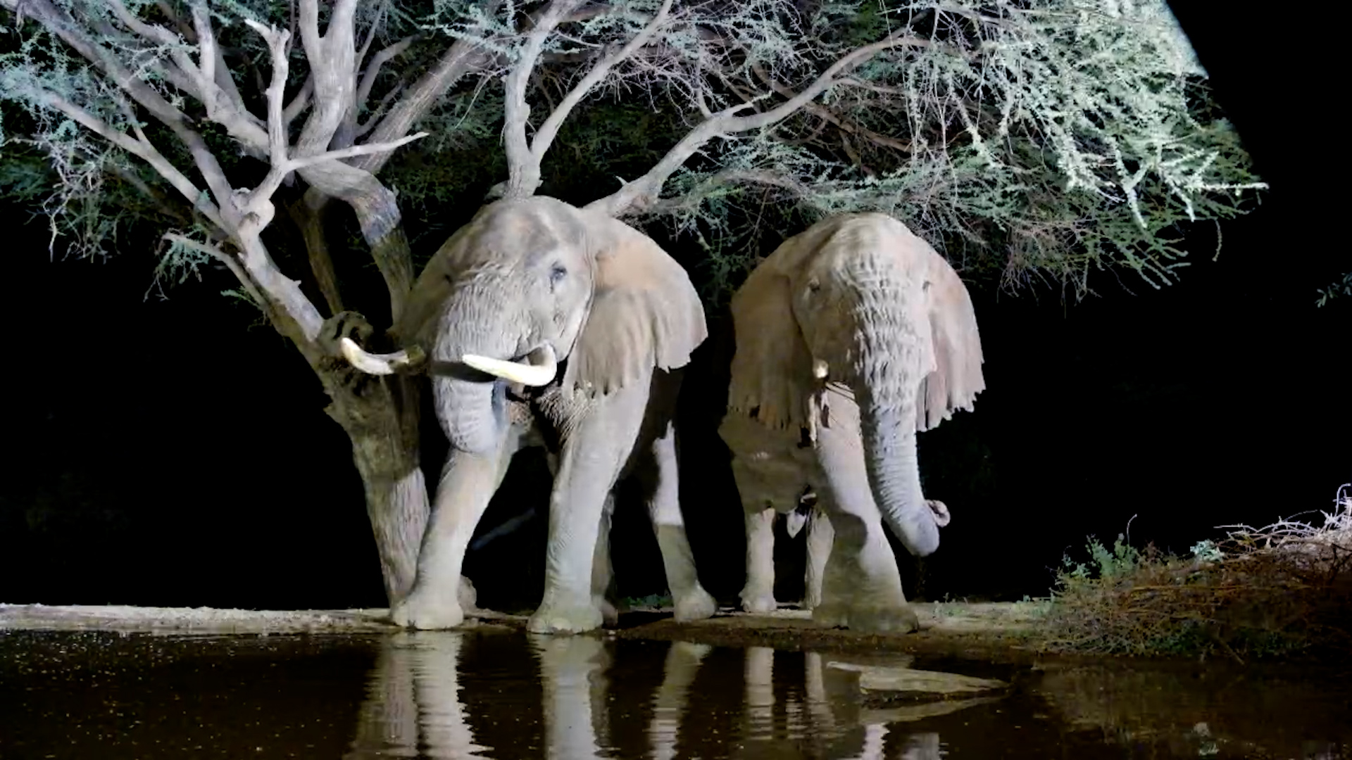 A Wild Parade: Leopard, Elephants & Lions at Lentorre