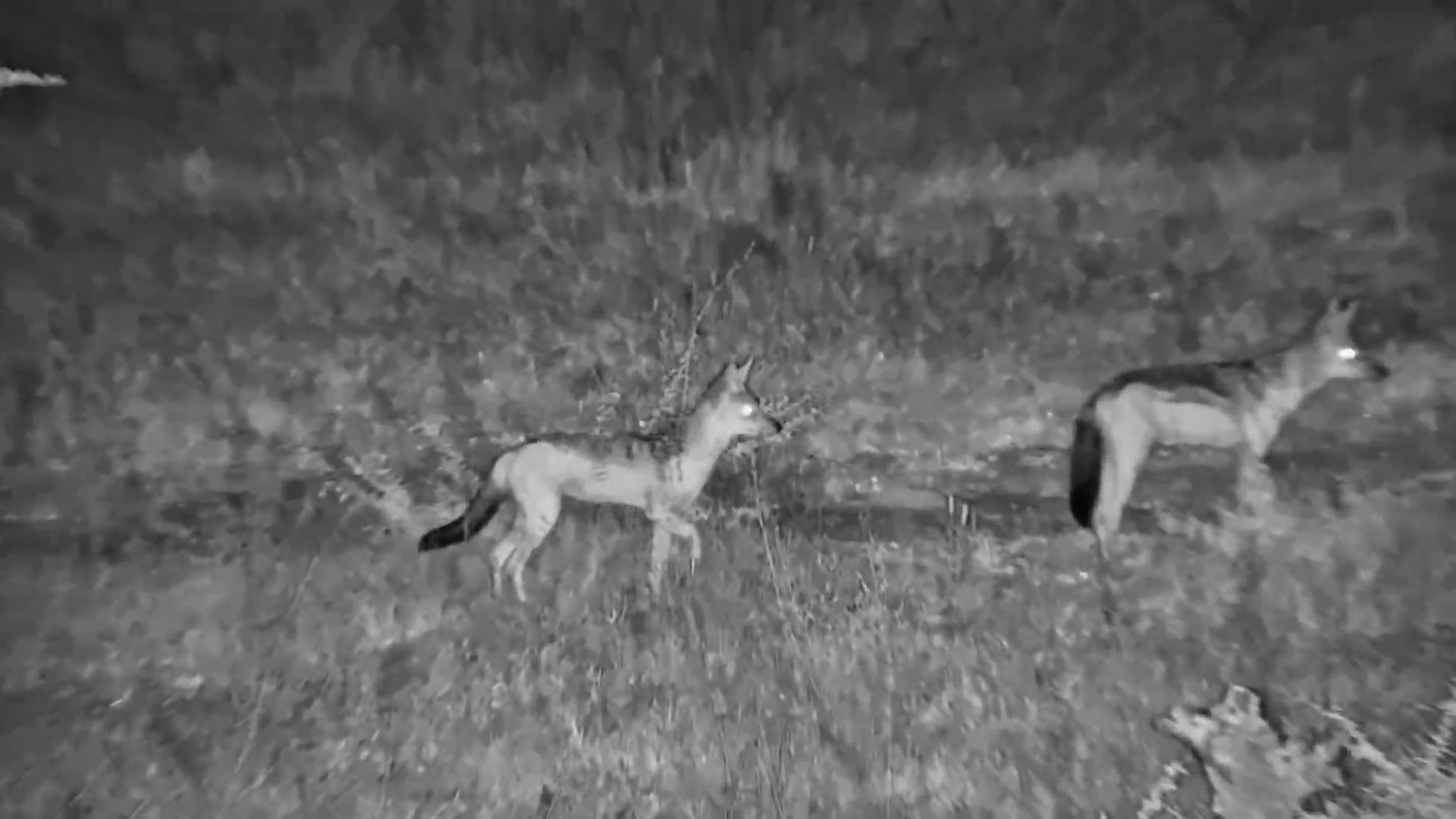 Two Black-Backed Jackals On the Move at Kalahari Salt Pan