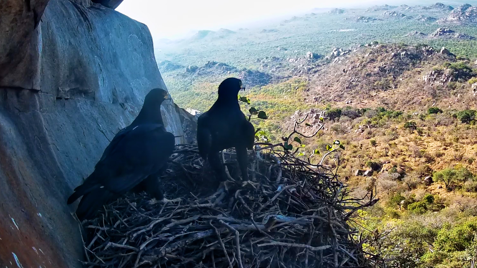 Black Eagle Pair Checks In at the Nest