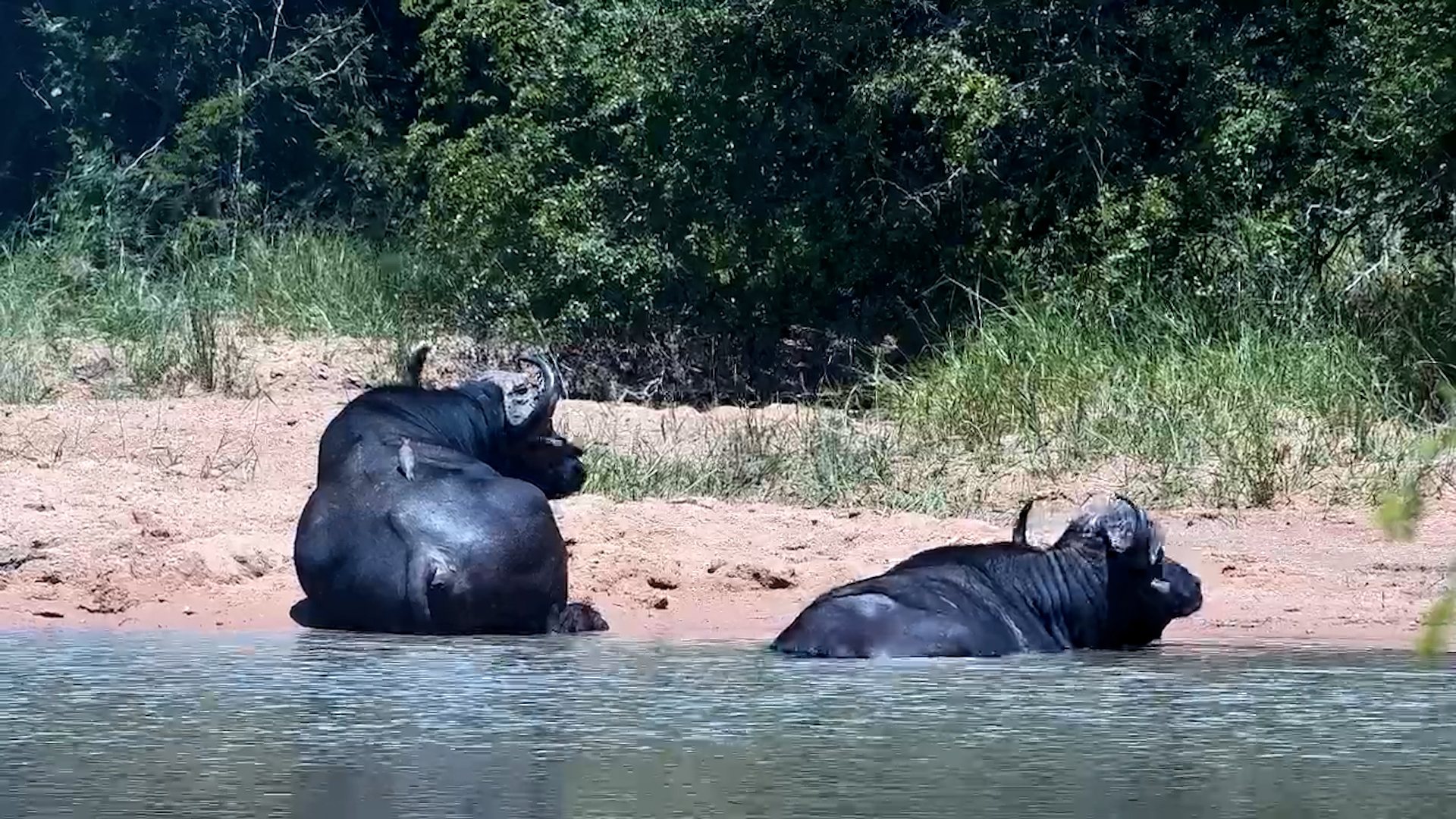 Buffalo Buddies Rest by the Water