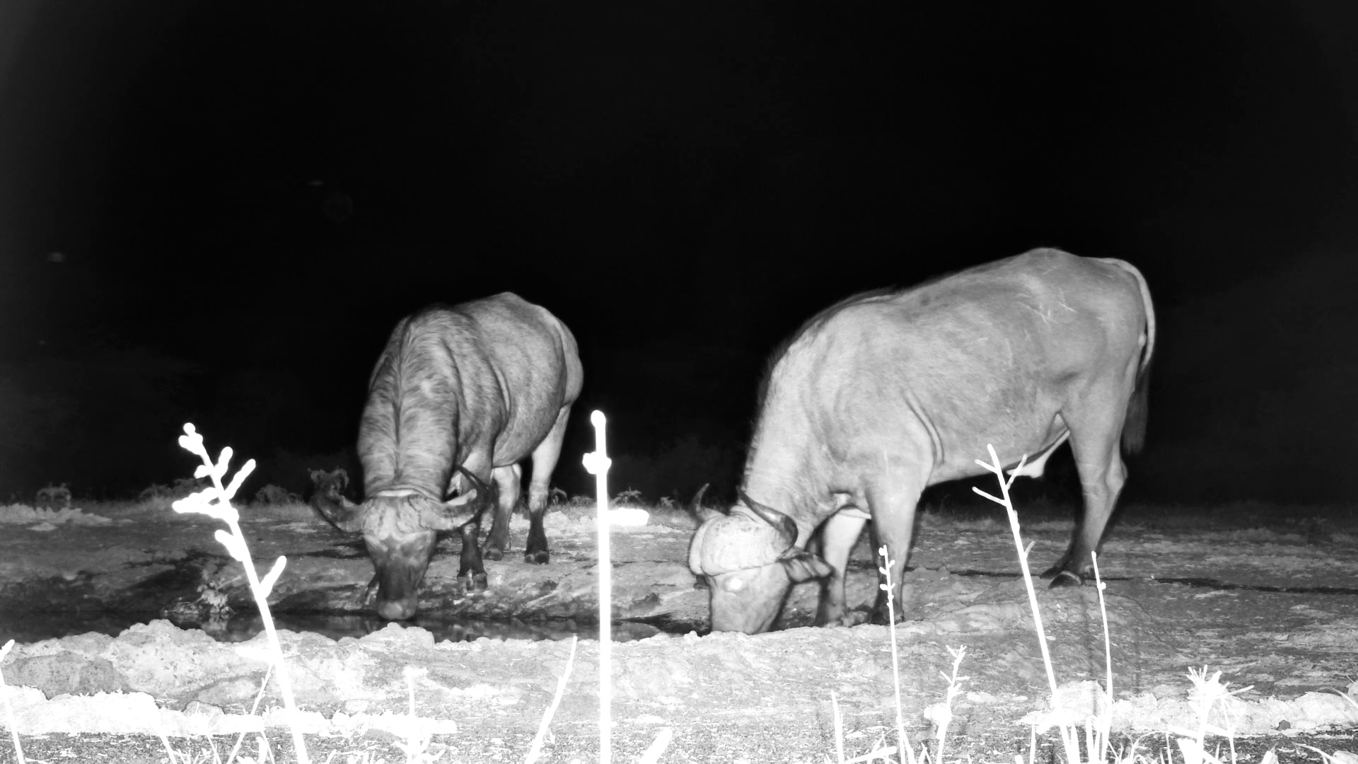 Dagga Boys at Ol Donyo Engage in Quiet Companionship