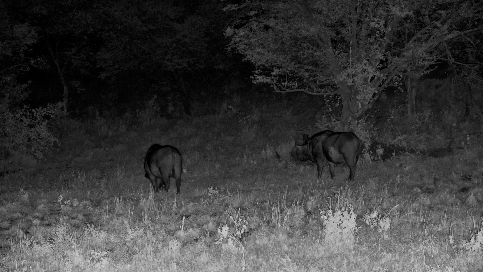 Two Buffalo Graze in the Dark