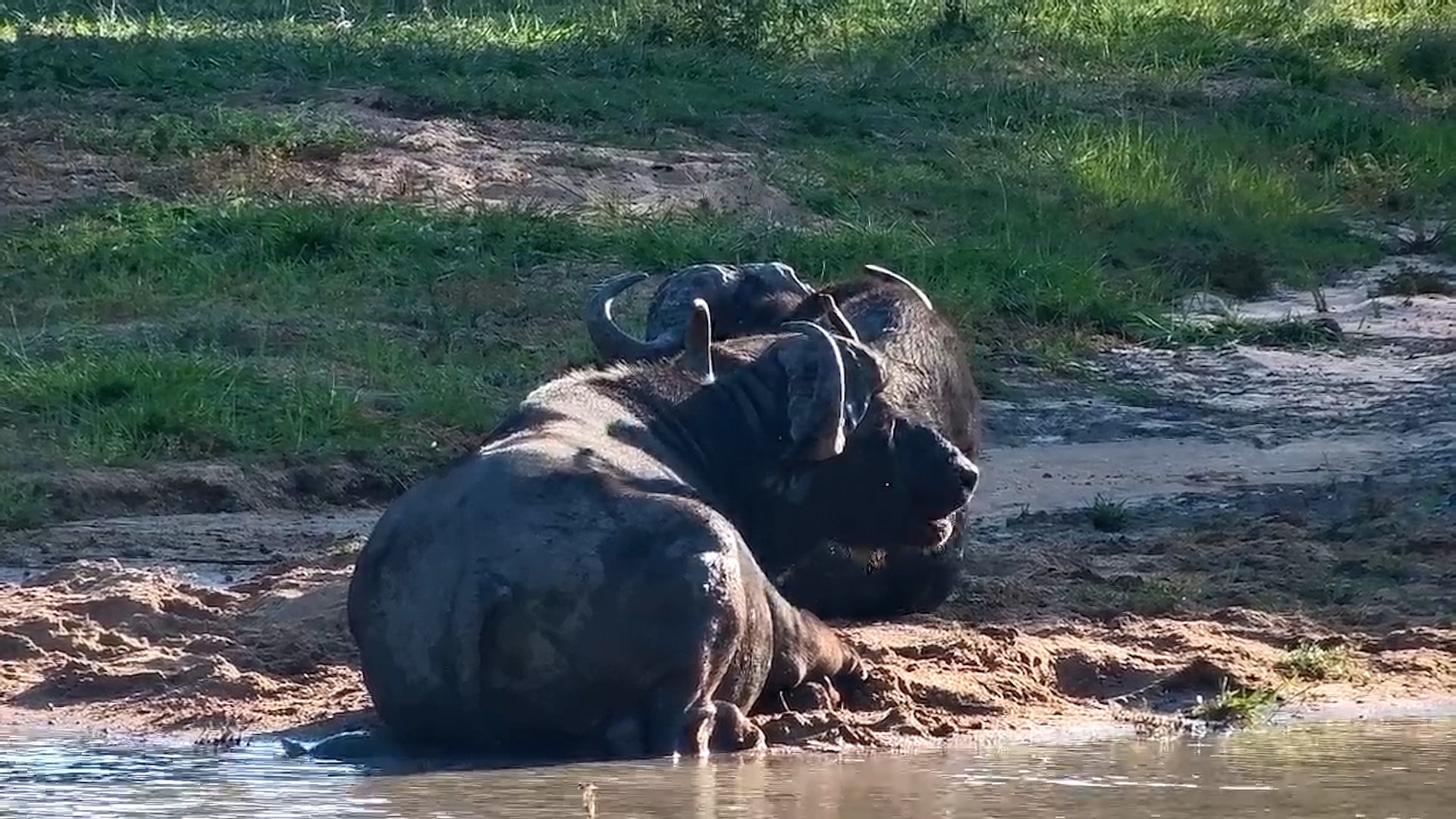 Two Buffaloes Resting at Jabulani