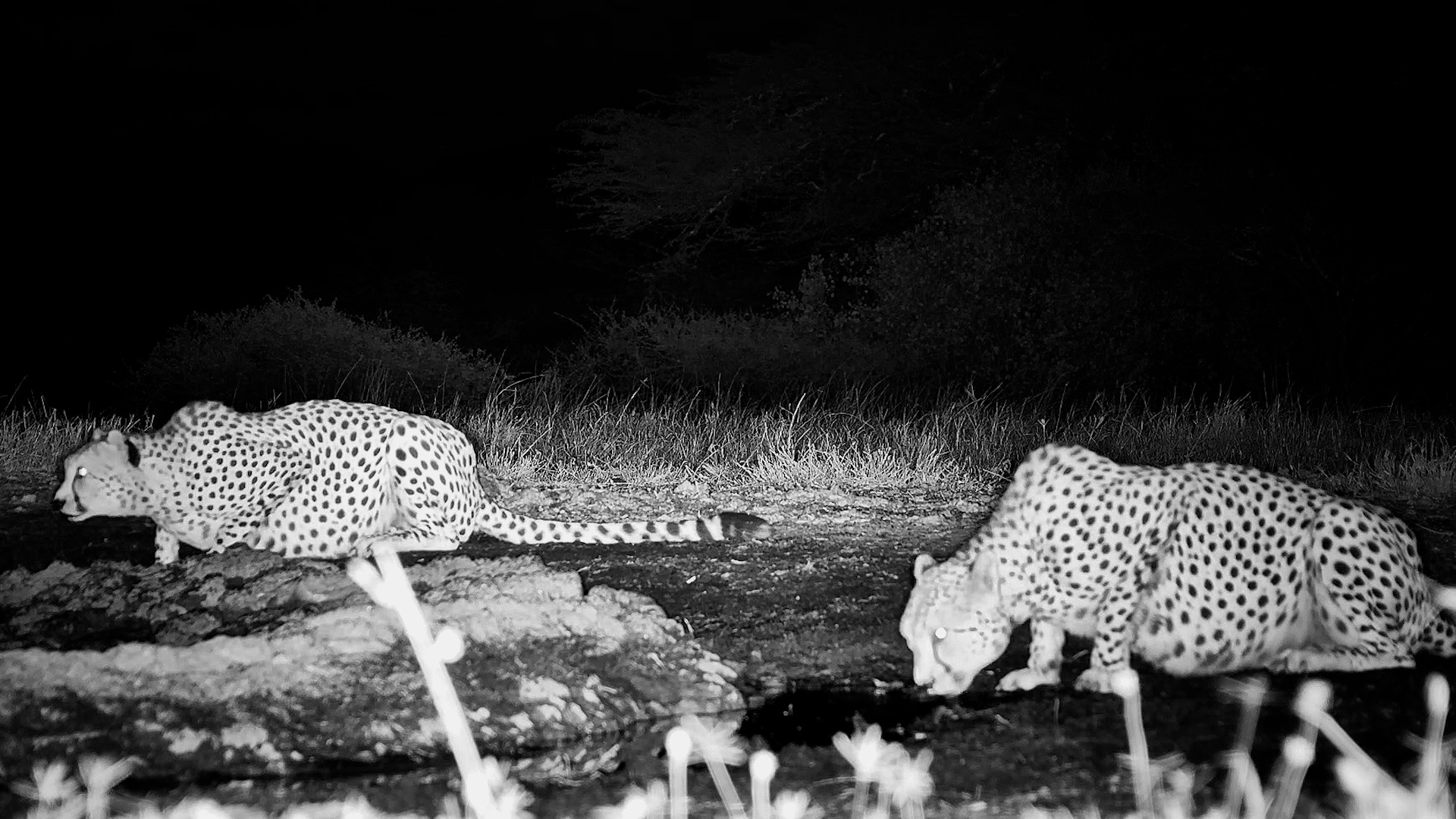 Two Cheetahs Under the Cover of Darkness