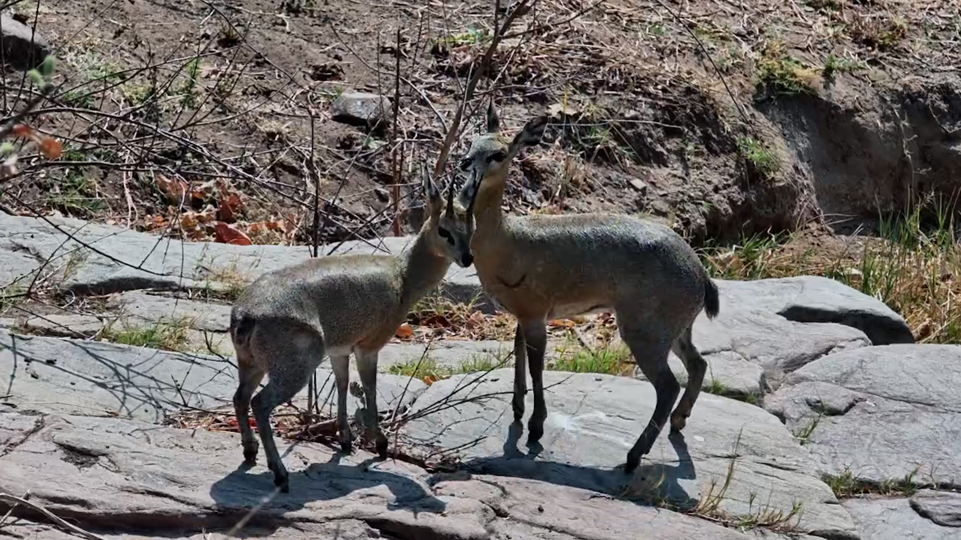Two Klipspringers Pick Their Way Through Deteema Springs