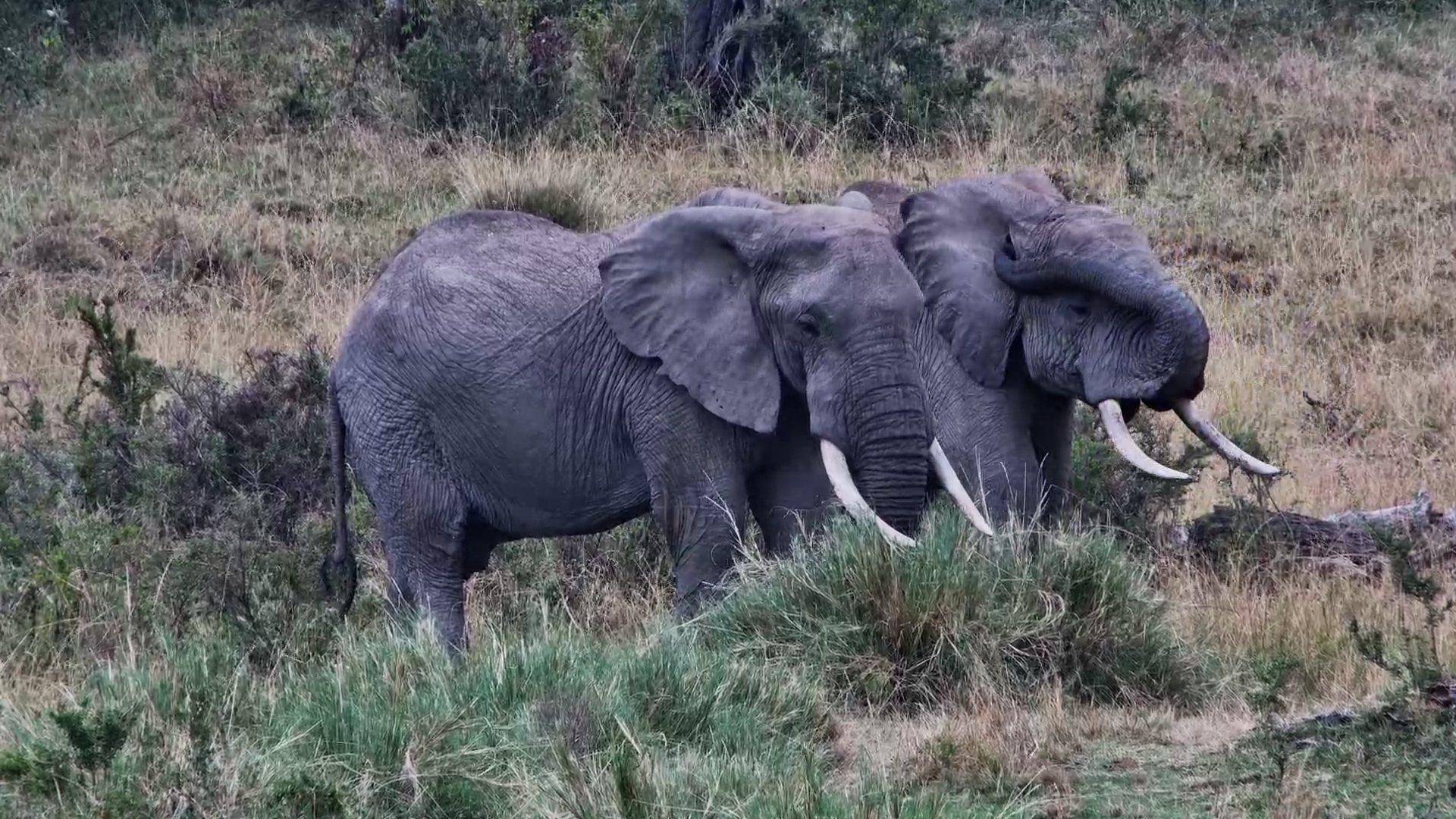 Elephant Bulls Enjoy a Meal Together