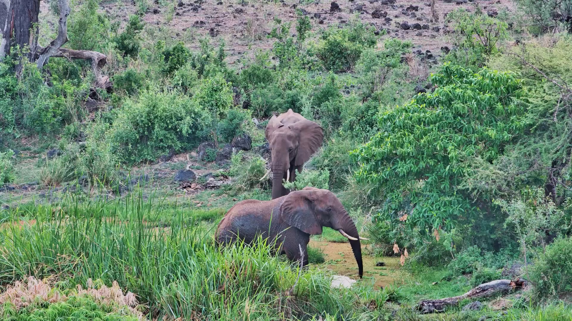 Two Bull Elephants Enjoy a Muddy Waterhole Break