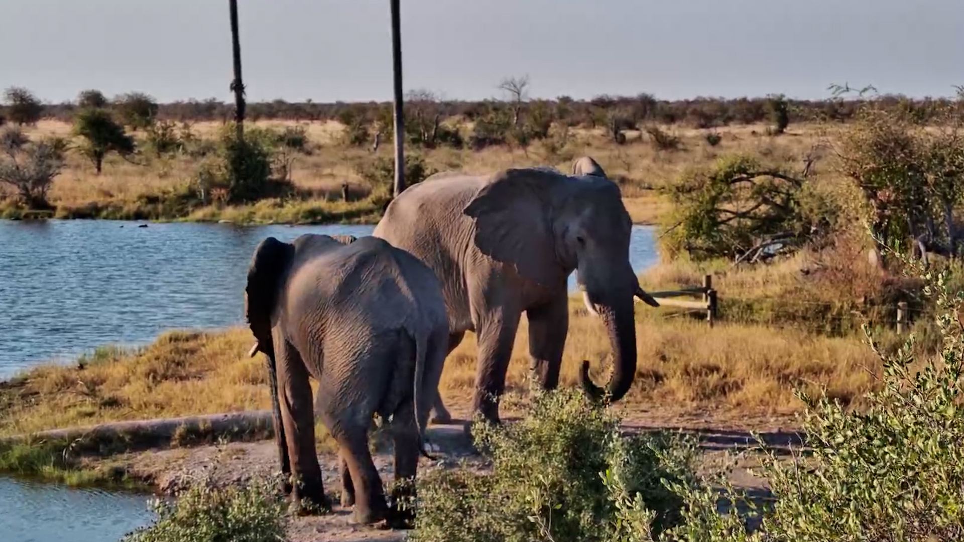 Elephants Meet Up at the Kalahari Waterhole