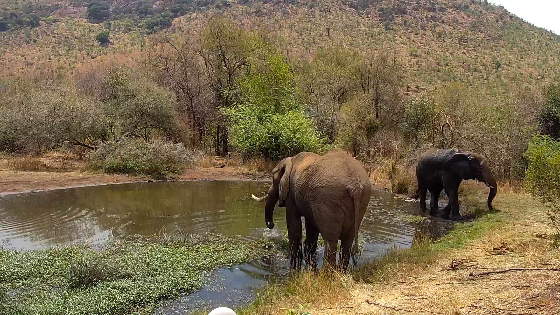 Elephants Drink and Browse at Kwa Maritane