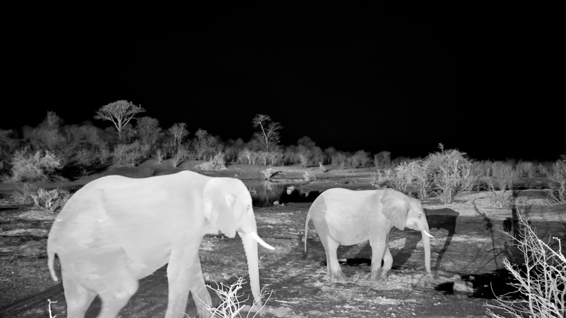 African Giants Enjoy a Midnight Drink at Vic Falls