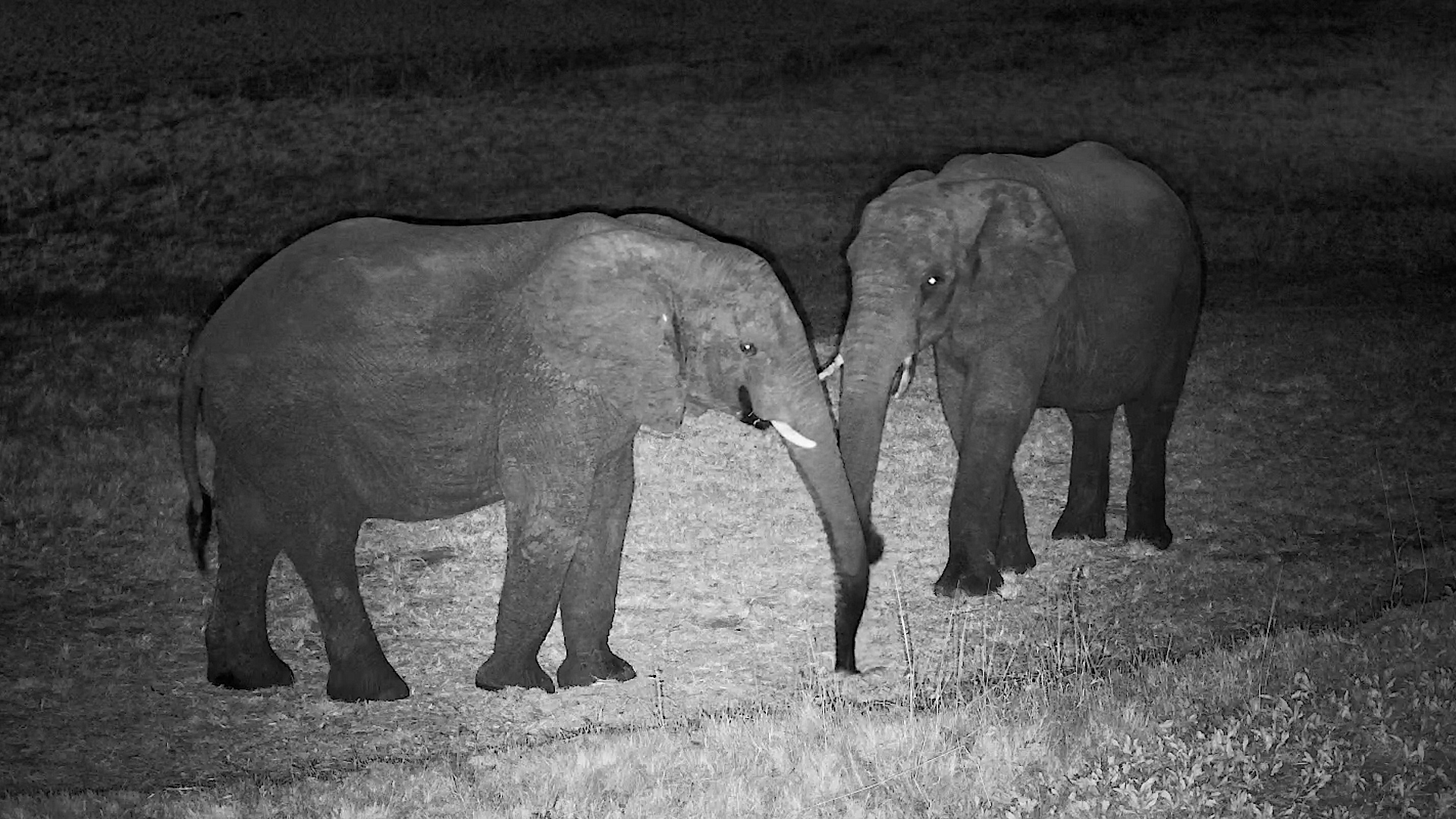 A Peaceful Night for These Elephants