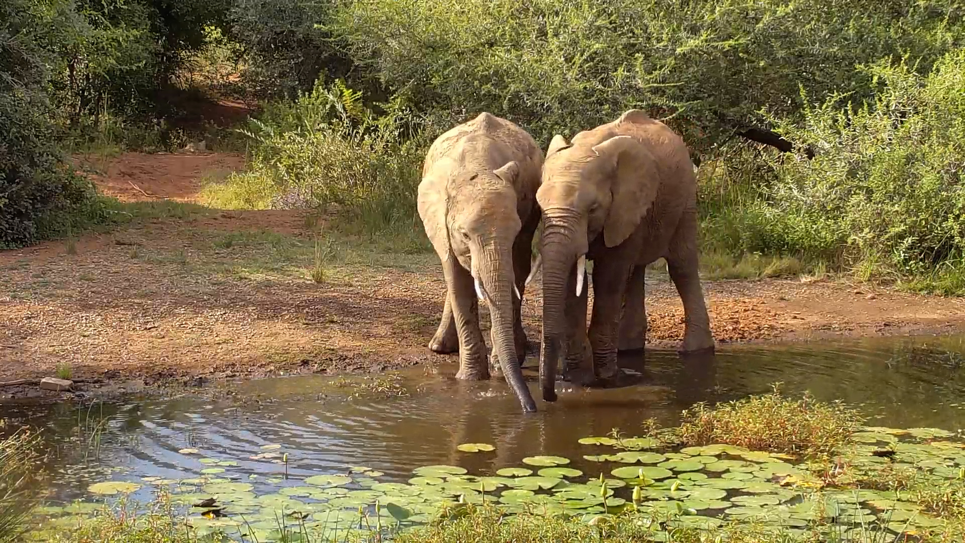 Double Sip! Two Elephants Quench Their Thirst at Kwa Maritane