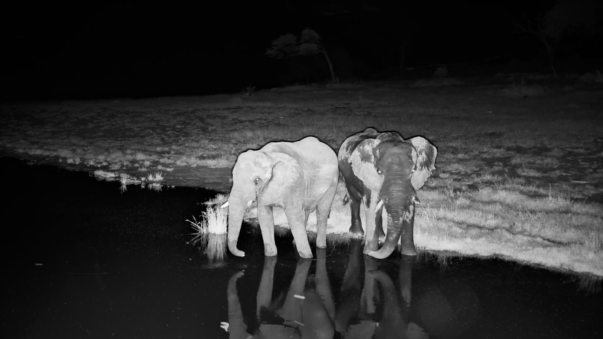 Moonlit Thirst – Elephants at Meno a Kwena
