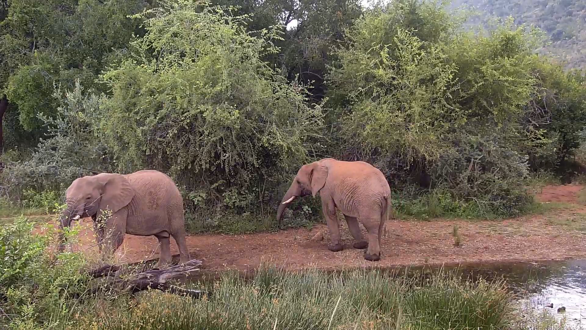 Feeding Time in the Wild